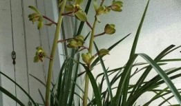 兰花姐姐爆料是真的吗视频,兰花姐姐爆料视频真实性揭秘